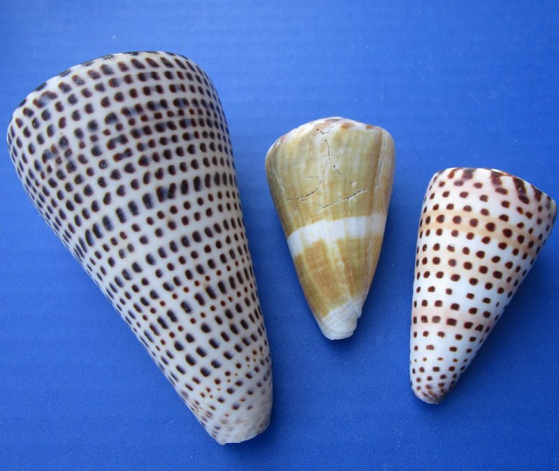 Assorted Cones Shells in Bulk 1 to 5 inches - Case: 20 kilos @ $2.70 a kilo