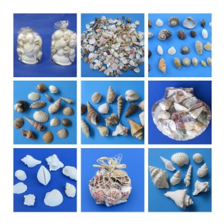 Assorted Sea Shells 800g, Craft Materials