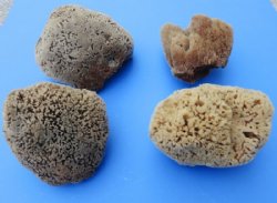 6 to 7-3/4 inches Natural Unbleached Sea Sponge <font color=red> Wholesale</font> - 18 @ $5.00 each