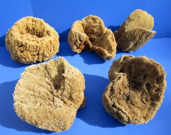 8 to 10 inches <font color=red> Wholesale</font> Large Assorted Natural Sun Dried Sea Sponge for Sale - Case of 14 @ $6.75 each