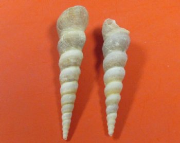 Auger Shells, Spindle Shells, Terebridae,  Ceriths