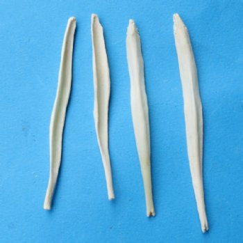 Coyote Baculum, Penis Bones <font color=red>Wholesale</font> 2-1/2 to 3 inches - 30 @ $3.15 each