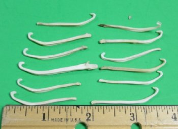 American Mink Baculum <font color=red> Wholesale</font>, Penis Bones for Sale in Bulk - 60 @ $1.80 each