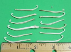 American Mink Baculum <font color=red> Wholesale</font>, Penis Bones for Sale in Bulk - 60 @ $1.80 each