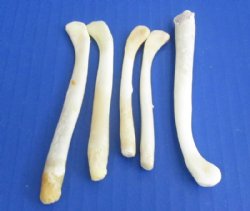 3-1/2 to 4 inches Authentic Otter Penis Bones, Otter Baculum for Sale - Pack of 5 @ <font color=red>$6.75 each</font> (Plus $5.50 First Class Mail)