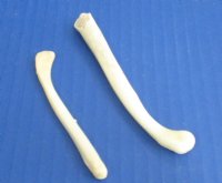 3-1/2 to 4 inches <font color=red>Wholesale</font> Real Otter Penis Bones for Sale, Otter Baculum - Case of 20 @ <font color=red> $4.50 each</font> 