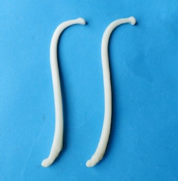 3-1/2 to 4-1/2 inches Large Raccoon Baculum, Penis, Pecker Bones  -  5 @ $8.10 each