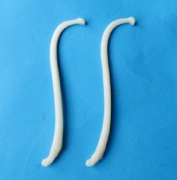 3-1/2 to 4-1/2 inches Large Raccoon Baculum, Penis, Pecker Bones  -  5 @ $8.10 each