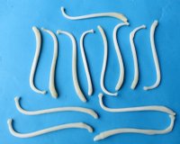 3-1/2 to 4-1/2 inches Large Raccoon Baculum, Penis, Pecker Bones  -  5 @ $8.10 each