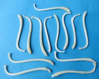 Large Raccoon Baculum, Penis, Pecker Bones, Mountain Man Toothpicks <font color=red> Wholesale</font> 3-1/2 to 4-1/2 inches - 20 @ $5.40 each