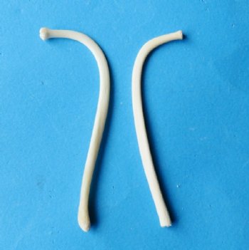 2-3/4 to 3-1/2 inches Raccoon Pecker Bones, Penis Bones, Mountain Man Toothpicks - 5 @ $5.40 each