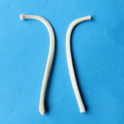 2-3/4 to 3-1/2 inches Raccoon Pecker Bones, Penis Bones, Mountain Man Toothpicks - 5 @ $5.40 each