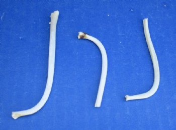 Grade B Small Raccoon Baculum, Mountain Man Toothpicks <font color=red> Wholesale</font> 2-1/2" to 3-1/2" - 100 @ $.90 each