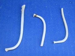 Grade B Small Raccoon Baculum, Mountain Man Toothpicks <font color=red> Wholesale</font> 2-1/2 to 3-1/2 inches - 100 @ $.90 each