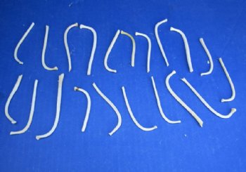 Grade B Small Raccoon Baculum, Mountain Man Toothpicks <font color=red> Wholesale</font> 2-1/2 to 3-1/2 inches - 100 @ $.90 each