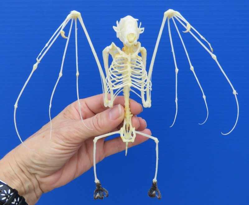 Wholesale Fruit Bat Skeletons in a Flying Position - Case of 4 @ $37.00 eac