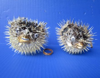 4 to 5 inches Authentic Dried Porcupine Fish, Blowfish with Hanger <font color=red> Has Very Sharp Spines</font>- Box: 12 @ $3.20 each 