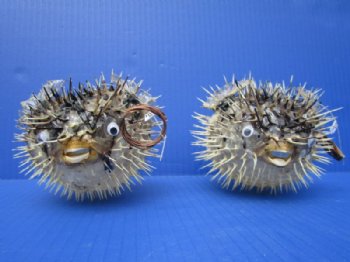 4 to 5 inches Authentic Dried Porcupine Fish, Blowfish with Hanger <font color=red> Has Very Sharp Spines</font>- Box: 12 @ $3.20 each 