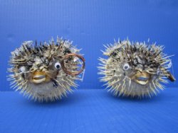 4 to 5 inches Authentic Dried Porcupine Fish, Blowfish with Hanger <font color=red> Has Very Sharp Spines</font>- Box: 12 @ $3.20 each 