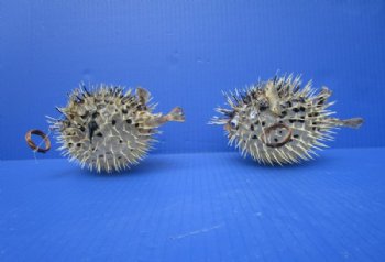 4 to 5 inches Authentic Dried Porcupine Fish, Blowfish with Hanger <font color=red> Has Very Sharp Spines</font>- Box: 18 @ $2.80 each 