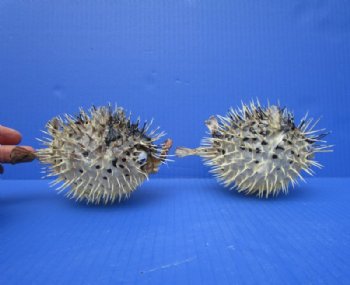 4 to 5 inches Authentic Dried Porcupine Fish, Blowfish with Hanger <font color=red> Has Very Sharp Spines</font>- Box: 4 @ $4.00 each 