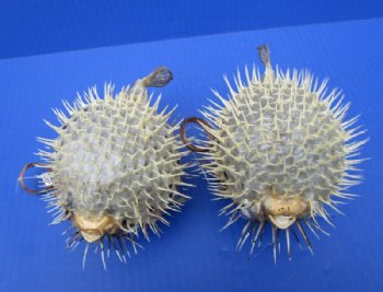 4 to 5 inches Authentic Dried Porcupine Fish, Blowfish with Hanger <font color=red> Has Very Sharp Spines</font>- Box: 18 @ $2.80 each 