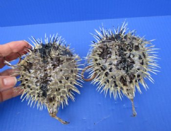 4 to 5 inches Authentic Dried Porcupine Fish, Blowfish with Hanger <font color=red> Has Very Sharp Spines</font>- Box: 18 @ $2.80 each 