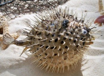 Real Dried Porcupine Blowfish for Sale 6 to 7 inches long <font color=red> With Sharp Spines </font> - 4 @ $4.40 each