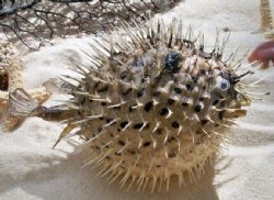 Real Dried Porcupine Blowfish for Sale 6 to 7 inches long <font color=red> With Sharp Spines </font> - - Box of 12 @ $4.40 each