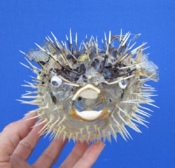 Real Dried Porcupine Blowfish for Sale 6 to 7 inches long <font color=red> With Sharp Spines </font> - 4 @ $4.40 each