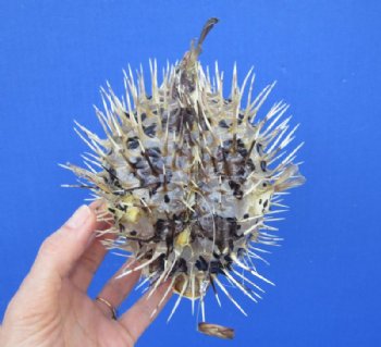 Real Dried Porcupine Blowfish <font color=red> Wholesale</font> 6 to 7 inches long <font color=red> With Sharp Spines </font> - - Box of 49 @ $2.45 each