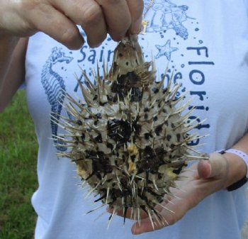 Real Dried Porcupine Blowfish <font color=red> Wholesale</font> 6 to 7 inches long <font color=red> With Sharp Spines </font> - - Box of 49 @ $2.45 each