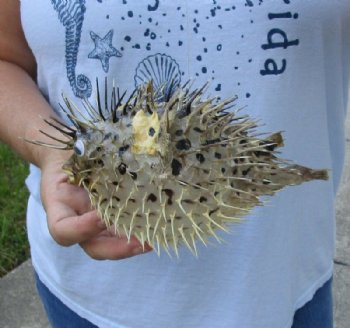 Real Dried Porcupine Blowfish for Sale 6 to 7 inches long <font color=red> With Sharp Spines </font> - 4 @ $4.40 each