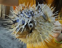 7 to 8 inches Dried Porcupine Fish <font color=red>Wholesale</font>, Porcupine Blowfish in Bulk -  Case of 33 @ $3.35 each <font color=red> With Very Sharp Spines</font>