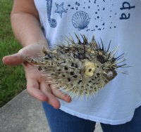 7 to 8 inches Dried Porcupine Fish <font color=red>Wholesale</font>, Porcupine Blowfish in Bulk -  Case of 33 @ $3.35 each <font color=red> With Very Sharp Spines</font>