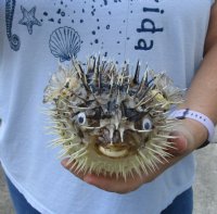 7 to 8 inches Dried Porcupine Fish <font color=red>Wholesale</font>, Porcupine Blowfish in Bulk -  Case of 33 @ $3.35 each <font color=red> With Very Sharp Spines</font>