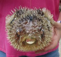 8 inches Dried Porcupine Fish in Bulk With a Hanger for Easy Display -  Discount Case of 10 @ $6.80 each <font color=red> With Very Sharp Spines</font>