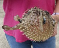 8 inches Dried Porcupine Fish in Bulk With a Hanger for Easy Display -  Discount Case of 10 @ $6.80 each <font color=red> With Very Sharp Spines</font>