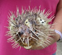 8 inches Dried Porcupine Fish in Bulk With a Hanger for Easy Display -  Discount Case of 10 @ $6.80 each <font color=red> With Very Sharp Spines</font>