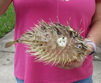 8 inches Dried Porcupine Fish in Bulk With a Hanger for Easy Display -  Discount Case of 10 @ $6.80 each <font color=red> With Very Sharp Spines</font>