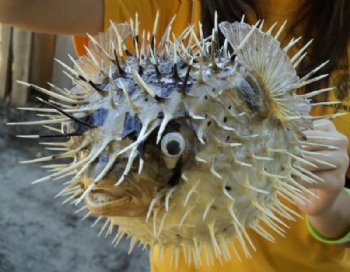 8 inches Real Preserved Porcupine Blowfish for Sale with a Hanger for Display <font color=red> Has Very Sharp Spines</font>- 2 @ $9.00 each