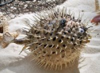 8 inches Real Preserved Porcupine Blowfish for Sale with a Hanger for Display <font color=red> Has Very Sharp Spines</font>- 2 @ $9.00 each