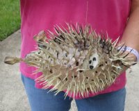 8 inches Real Preserved Porcupine Blowfish for Sale with a Hanger for Display <font color=red> Has Very Sharp Spines</font>- 2 @ $9.00 each