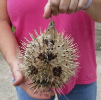 8 inches Dried Porcupine Fish in Bulk With a Hanger for Easy Display -  Discount Case of 10 @ $6.80 each <font color=red> With Very Sharp Spines</font>