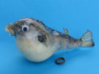 4 inches Authentic Dried Puffer Fish with a Hanger for Display - 10 @ $1.85 each