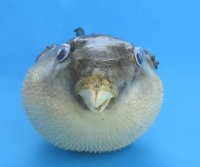 4 inches Authentic Dried Puffer Fish with a Hanger for Display - 10 @ $1.85 each