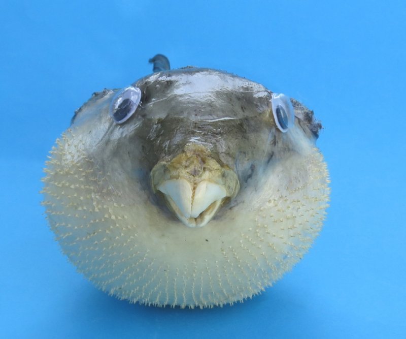 3 inches Bulk Dried Small Puffer Blowfish with a Hanger for Easy Display