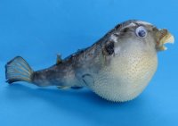 4 inches Authentic Dried Puffer Fish with a Hanger for Display - Box: 40 @ $1.50 each