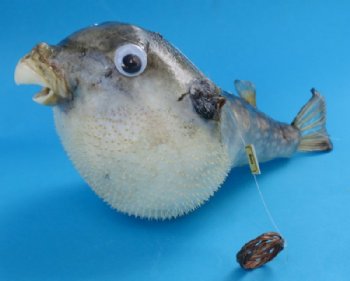 4 inches Authentic Dried Puffer Fish with a Hanger   <font color=red>Wholesale</font> -100 @ $1.00  each