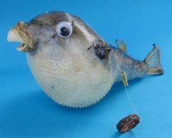 4 inches Authentic Dried Puffer Fish with a Hanger   <font color=red>Wholesale</font> -100 @ $1.00  each